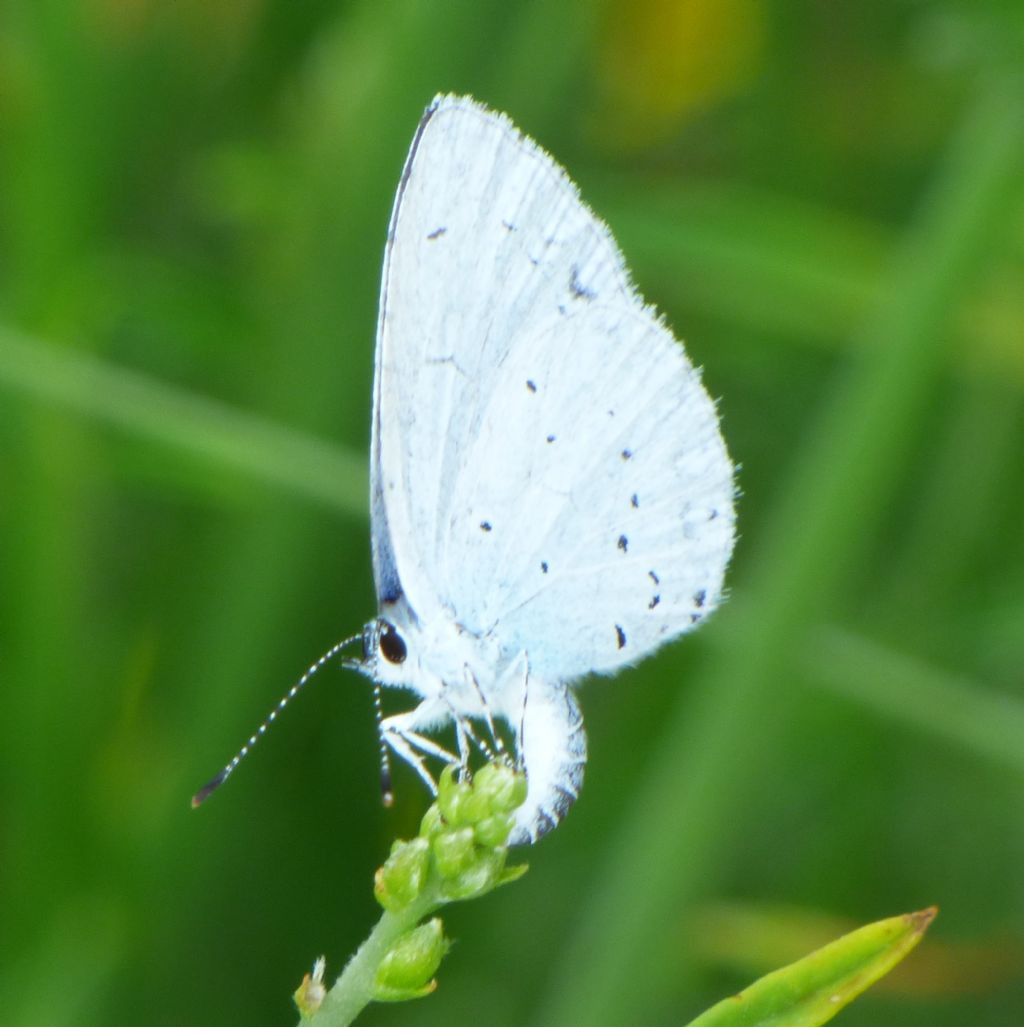 Celastrina?